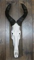 hartebeest på sköld.jpg