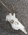 hjortkranium bild3.jpg