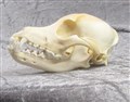 hundkranium okänd ras hö uk.jpg