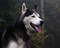 huskybild.jpg
