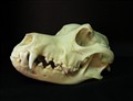 huskyhund.jpg
