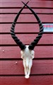 impala komplett fram.jpg
