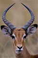 impala live.jpg