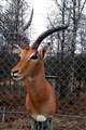 impala älm stolpe fram snett hö.jpg