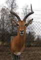 impala älm stolpe fram.jpg