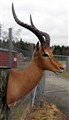 impala älm stolpe vänstersid.jpg