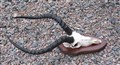 impalahorn p sköldtrofe H63cm.jpg