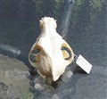 jack russel hanhund bakovan.jpg
