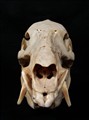 javelina fram.jpg