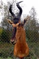 koantilop helläcker.jpg