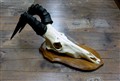 koantilop på sköld9171 61,5-62 cm.jpg