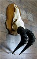 koantilop på sköld 9171 spetsiga räfflade kurviga horn.jpg