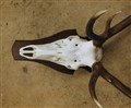 kronhjort p sköld 8575-2 nära.jpg