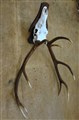 kronhjort p sköld 8575-2 sida.jpg