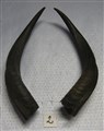 kudu horn par 2.jpg