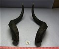 kudu hornpar 4 störst mest svängda.jpg