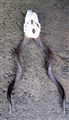 kudu kranium m horn III undersida.jpg