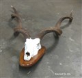 kudu xxl 138 golv skruvhorn.jpg