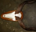 kudu xxl 138cm närbild.jpg