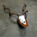 kudu xxl superfin 138.jpg