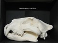 lejon kraniumreplik ca 36 cm höger.jpg