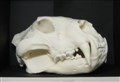 lejon kraniumreplik ca 36cm vänster.jpg