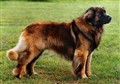 leonberger hund live.jpg