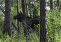 Älg bland träd.jpg