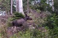 älg bort.jpg