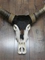 limited edition skull.jpg