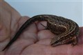 lizard.jpg