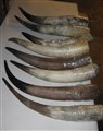 långa horn 51-61cm x omkrets 22-31 cm.jpg