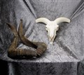 långhornad bock delad.jpg