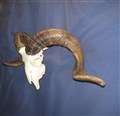 långhornad bock hö.jpg