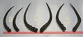 lösa Impala horn kapslar och par.jpg