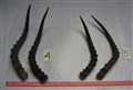 lösa impala horn 4-5 inkl benmärg.jpg