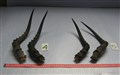 lösa impala horn 4-5.jpg