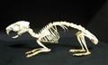 marsvin 25 cm.jpg