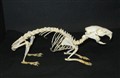 marsvin ca 25 cm vänster.jpg