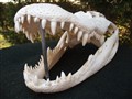 monster alligator andra sidan.jpg