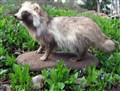 mårdhund långhårig 3.jpg
