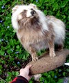 mårdhund långhårig ljus.jpg