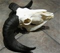 mufflon 27.jpg