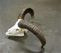 mufflon mellan 40cmhorn.jpg