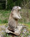 murmel på sten står igen.jpg