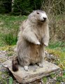 murmeldjur stående tung.jpg