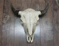 naturell buffalo bison fram.jpg