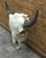 naturell buffalo bison hö.jpg