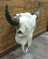 naturell buffalo bison vä.jpg