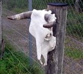 nöt skalle A0830 höger.jpg